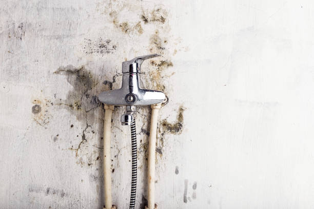 Best Office Mold Removal Services  in Wilber, NE