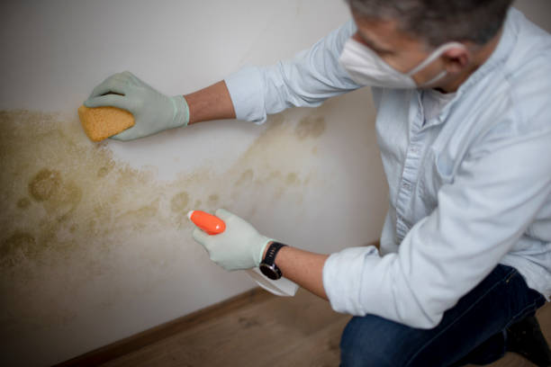 Best Black Mold Removal  in Wilber, NE