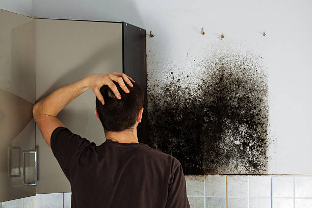 Best Fast Mold Removal  in Wilber, NE