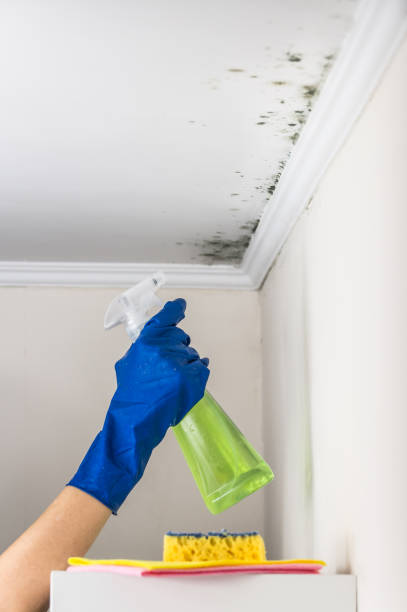 Best Best Mold Removal Companies  in Wilber, NE