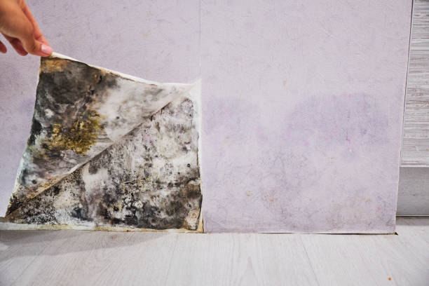 Best Mold Removal Company Near Me  in Wilber, NE